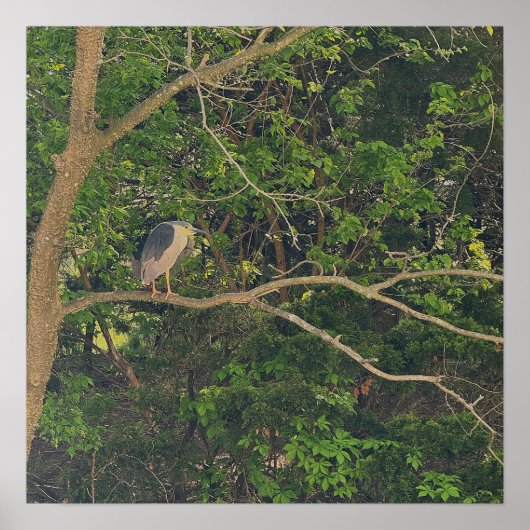 Nachtheron in Tree Poster (Vorne)