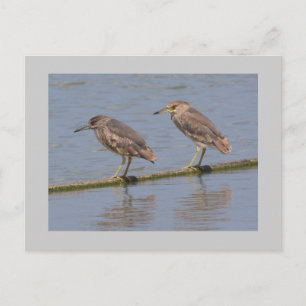 Nachtherzen Postkarte