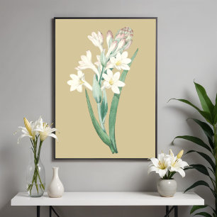 Nachthyasmin, Botanische Illustration einer Vintag Poster
