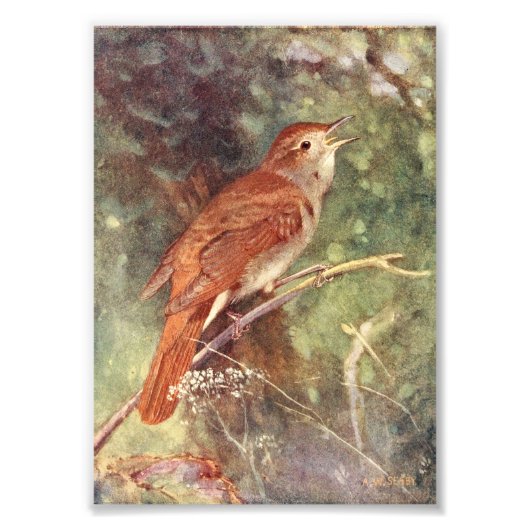 Nachtigale Singing Fotodruck (Vorne)