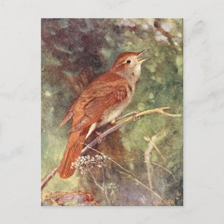 Nachtigale Singing Postkarte