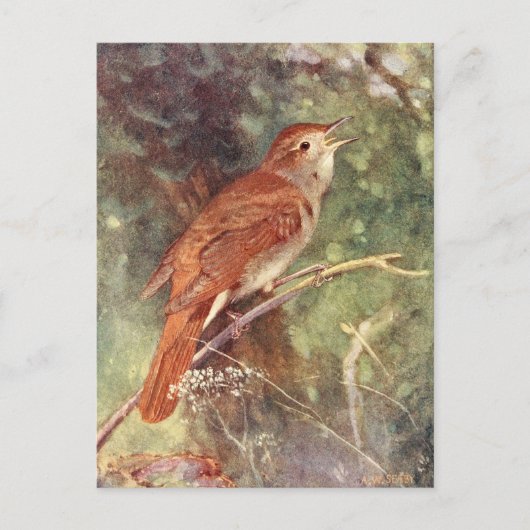 Nachtigale Singing Postkarte (Vorderseite)