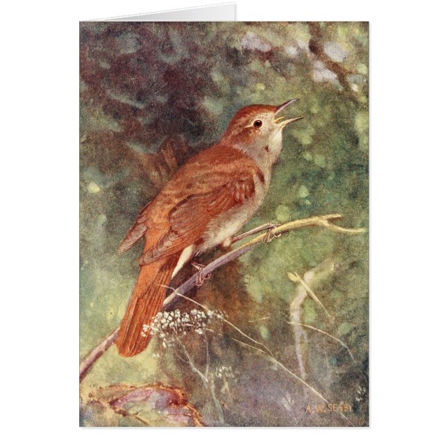 Nachtigall-Gesang (Vorne)