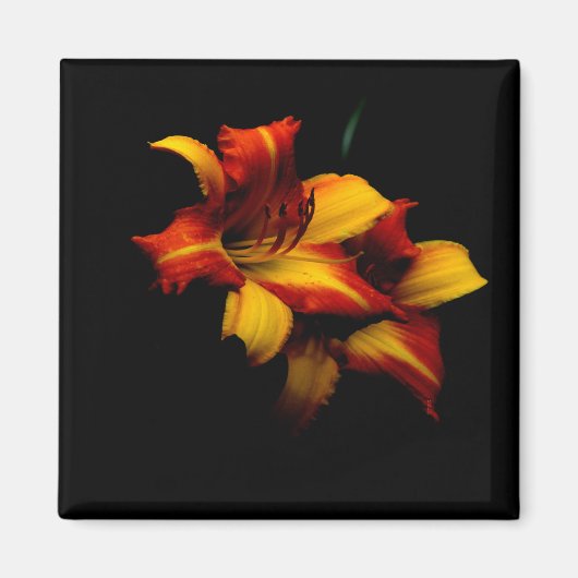 Nachtlilie... Magnet (Vorne)