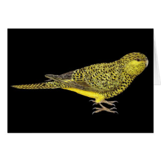 Nachtpapagei - Pezoporus occiddentalis