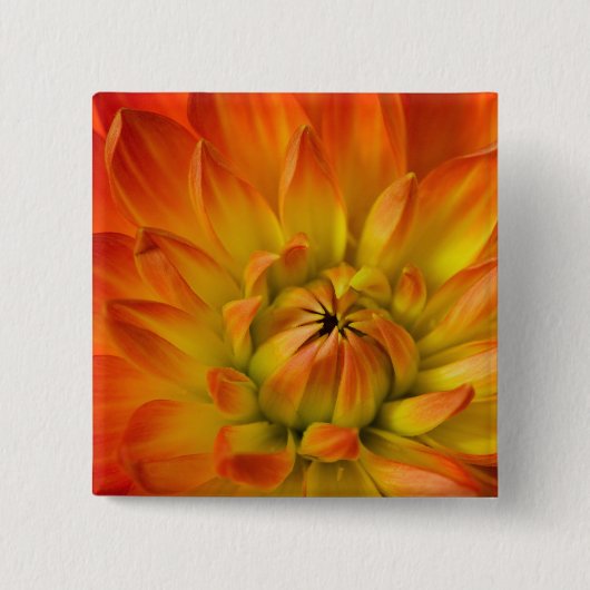 Nachträgliche Fotografien der Dalhia-Blume mit der Button (Vorderseite)