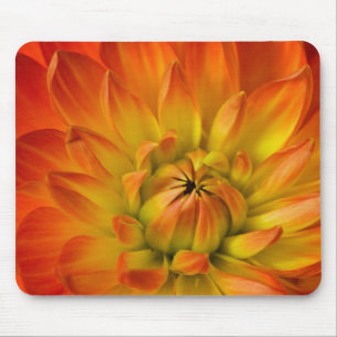 Nachträgliche Fotografien der Dalhia-Blume mit der Mousepad