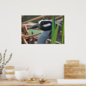 Nachtreiher mit gelber Krone Poster (Küche)