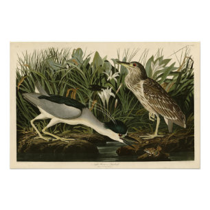 Nachtreiher, Qua Bird, Audubons Vögel von Amerika Fotodruck