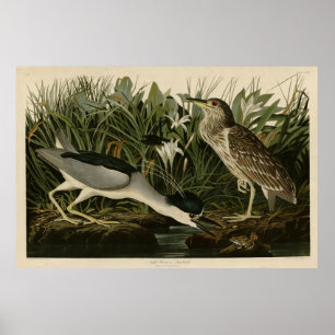 Nachtreiher, Qua Bird, Audubons Vögel von Amerika Poster