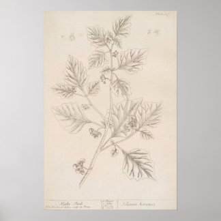 Nachtschatten botanische Zeichnung Poster