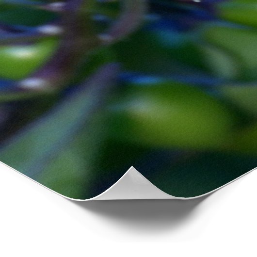 Nachtschattige Pflanze, schön und giftig Poster (Ecke)