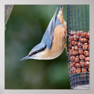 Nackt auf Feeder Poster