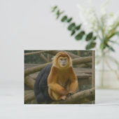 Nacktfresser Affe in der Waldhütte Postkarte (Stehend Vorderseite)