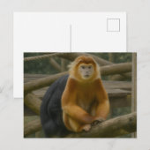 Nacktfresser Affe in der Waldhütte Postkarte (Vorne/Hinten)