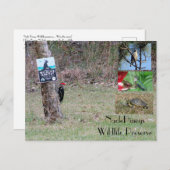 Nacle Pineys Postcard Postkarte (Vorne/Hinten)