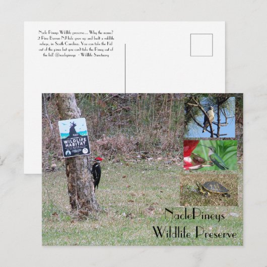 Nacle Pineys Postcard Postkarte (Vorne/Hinten)