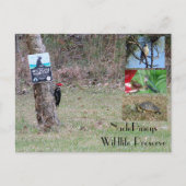 Nacle Pineys Postcard Postkarte (Vorderseite)