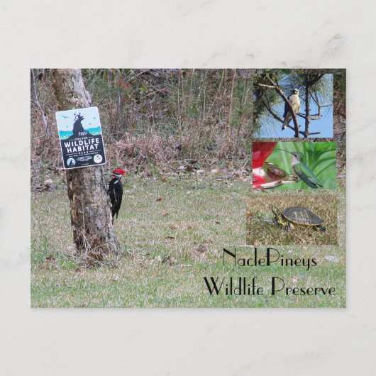 Nacle Pineys Postcard Postkarte (Vorderseite)