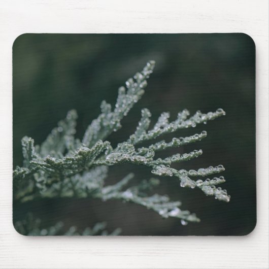 Nadelbaum, Zweig, Tau Mousepad (Vorne)