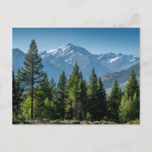 Nadelbäume mit Bergkulisse Postkarte