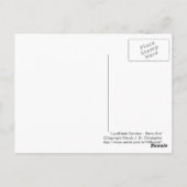 Nadelbäume - Starry Eve, Postkarte (Rückseite)