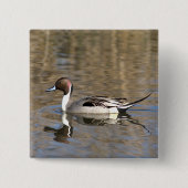 Nadelente schwimmt in einem Teich Button (Vorderseite)