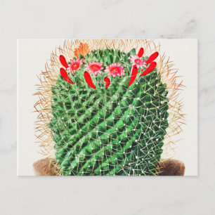 Nadelkissen-Kaktus vintage illustriert Postkarte