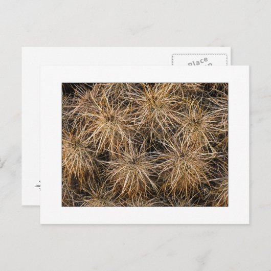 "Nadeln und Hay Stacks" Postkarte (Vorne/Hinten)