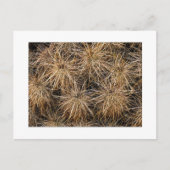 "Nadeln und Hay Stacks" Postkarte (Vorderseite)