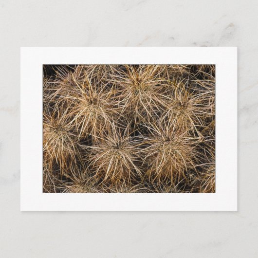 "Nadeln und Hay Stacks" Postkarte (Vorderseite)