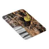 Nadeln und Kegel, Waldfußboden, Sequoia NP Magnet (Rechte Seite)