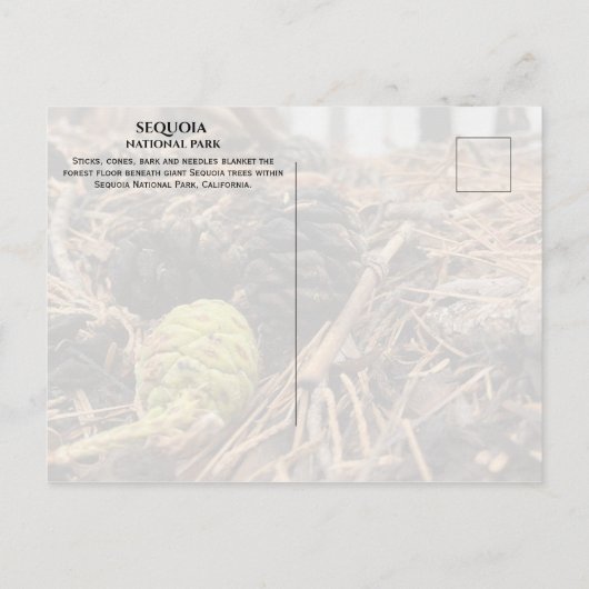 Nadeln und Kegel, Waldfußboden, Sequoia NP Postkarte (Rückseite)