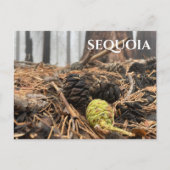 Nadeln und Kegel, Waldfußboden, Sequoia NP Postkarte (Vorderseite)