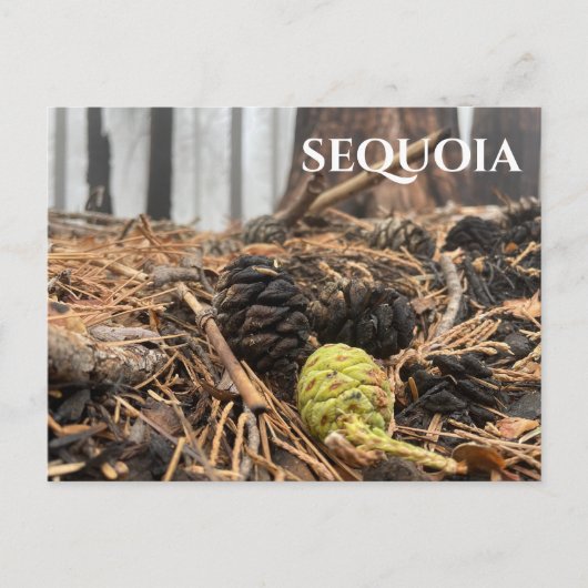 Nadeln und Kegel, Waldfußboden, Sequoia NP Postkarte (Vorderseite)