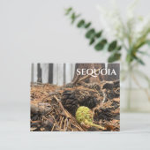 Nadeln und Kegel, Waldfußboden, Sequoia NP Postkarte (Stehend Vorderseite)