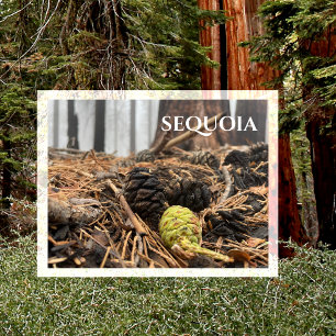 Nadeln und Kegel, Waldfußboden, Sequoia NP Postkarte