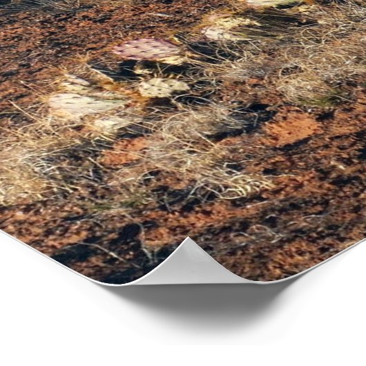 Nadeln vom Pothole Point Trail Poster (Ecke)