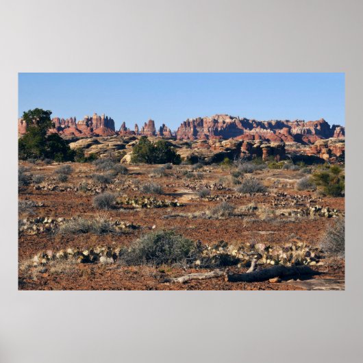 Nadeln vom Pothole Point Trail Poster (Vorne)