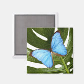 Nah auf einem blauen Morpho-Schmetterling auf eine Magnet (Vorderseite/Rückseite)
