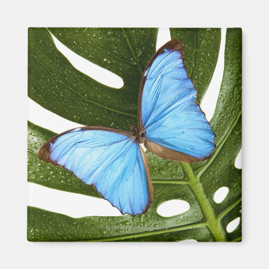 Nah auf einem blauen Morpho-Schmetterling auf eine Magnet (Vorne)