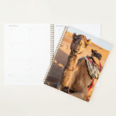 Nah auf lustigem Kamel in der Wüste Oman Wahiba Planer (Anzeige)