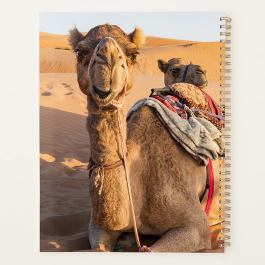 Nah auf lustigem Kamel in der Wüste Oman Wahiba Planer (Rückseite)