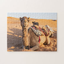 Nah auf lustigem Kamel in der Wüste Oman Wahiba