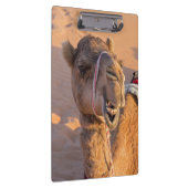 Nah auf lustigem Kamelkopf in der Wüste Oman Wahib Klemmbrett (Rechts)