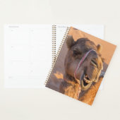 Nah auf lustigem Kamelkopf in der Wüste Oman Wahib Planer (Anzeige)