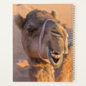 Nah auf lustigem Kamelkopf in der Wüste Oman Wahib Planer (Rückseite)