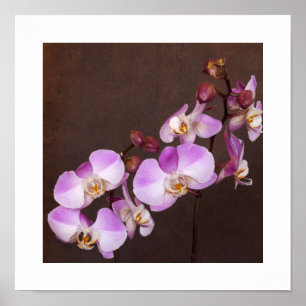 Nah-Aufnahmen von Violett und Weiß-Orchid Poster