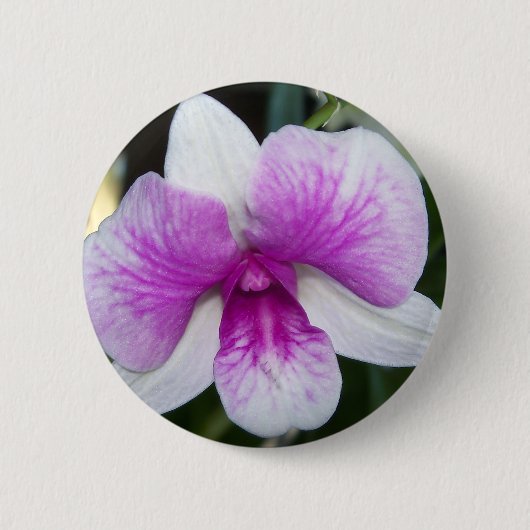 nah aus einer wunderschönen lila-weißen Orchidee Button (Vorderseite)