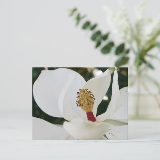 Nah blüht die südweiße magnolische Blume auf Postkarte (Stehend Vorderseite)